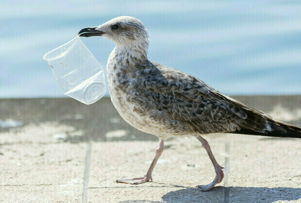 Discarded plastic causes Alzheimers-like damage in seabirds  study