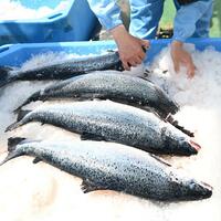 China's giant vessel makes floating salmon farm a reality