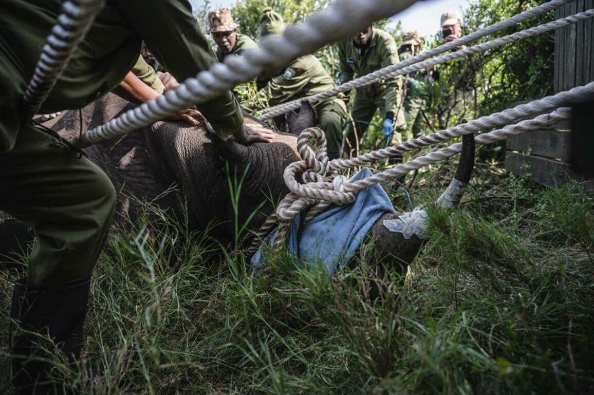 In Pics: Relocation of rhinos in Kenya