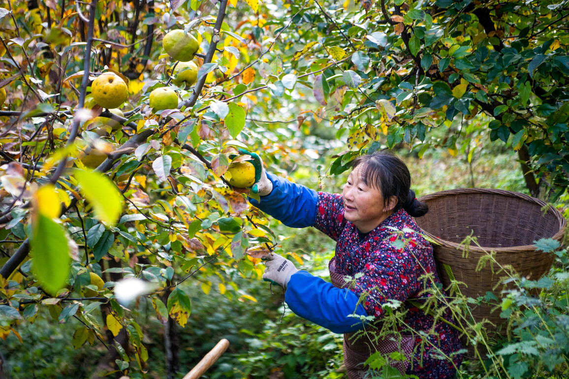 CHINA-CHONGQING-SHIZHU-ZHONGYI-RURAL DEVELOPMENT (CN)