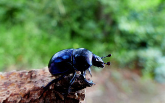 Why dung beetles are disappearing and what farmers can do to protect them