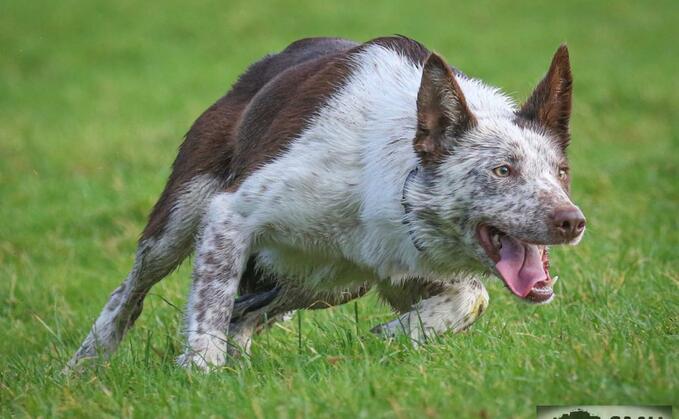 Tweeddale sheepdogs hot sale