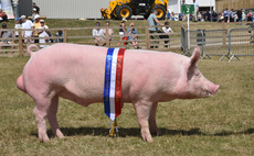 Great Yorkshire Show: Large White reigns supreme in pig ring