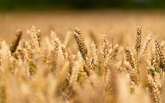 Breeder sets out winter wheat options for 2026-27 season and beyond