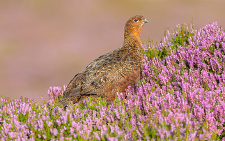 Grouse shooting licence 'unworkable' for Scottish farmers