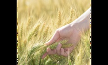  A new variety of wheat bred by the CSIRO is high in fibre and in demand in the US. Picture courtesy CSIRO.