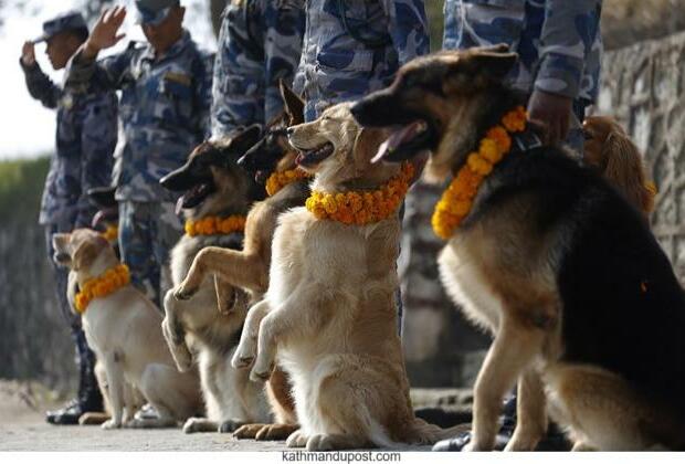 A 'pawsitive' celebration: Nepal Armed Police Force worships dogs