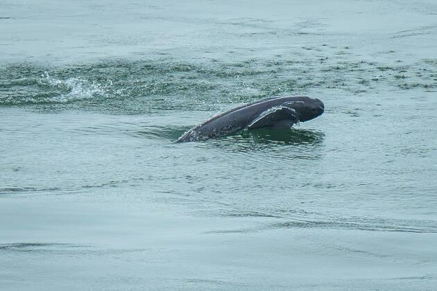 Chinese, Southeast Asian experts share dolphin conservation strategies