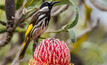 WA's native banksia (Banksia menziesii) has been helping researchers develop new hardy crops.