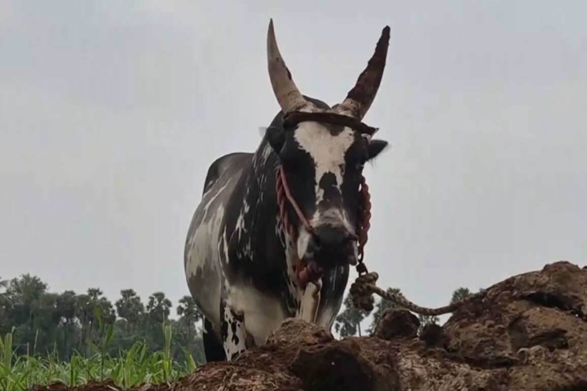 Elderly man killed, 27 injured during bull race at Pongal festival in Tamil Nadu's Vellore