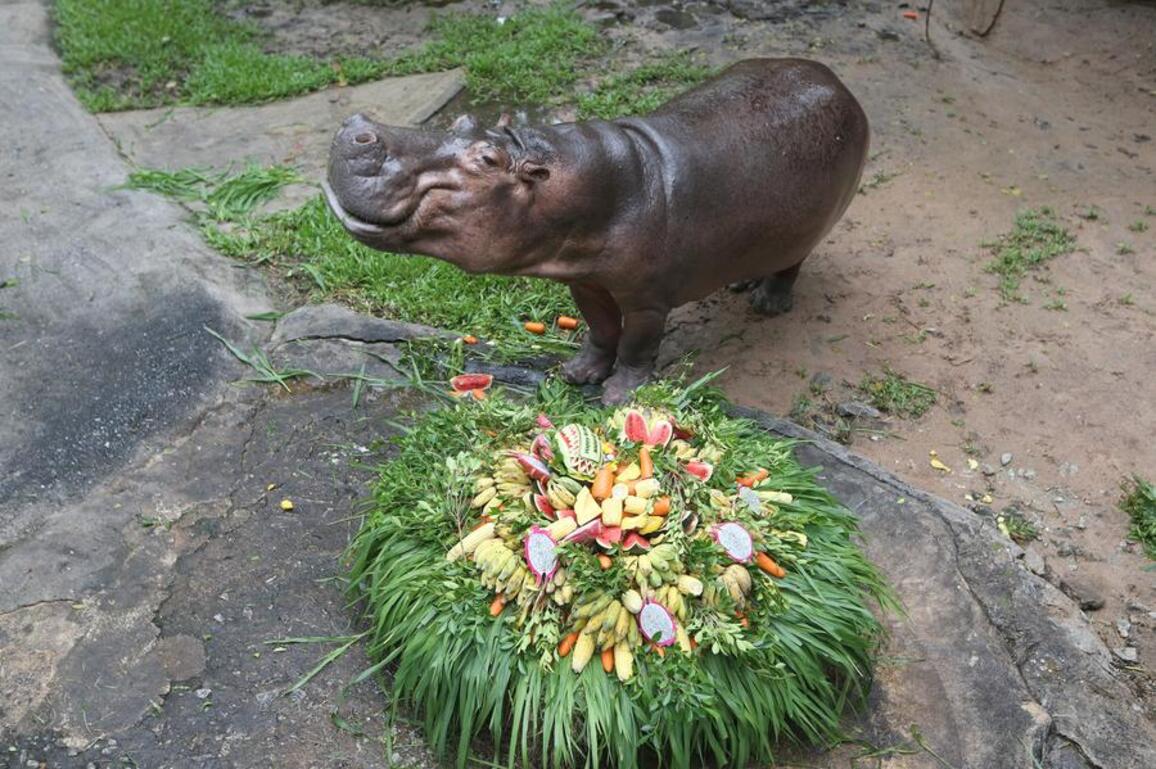Asia Album: Hippo's birthday celebration in Thai zoo