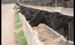 The launch of new feed additive in Australia could dramatically cut methane emissions in cattle feedlots.