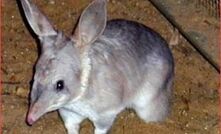 Bilbies could hamper Browse LNG