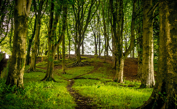 Forest in Lancashire | Credit: iStock