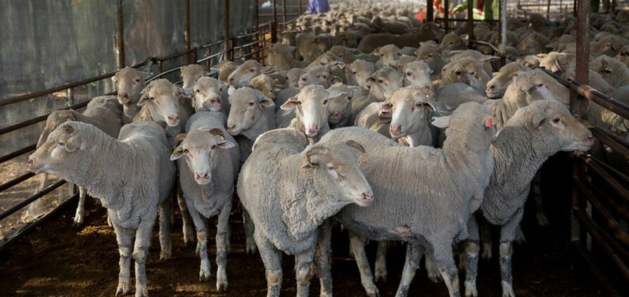 RSPCA has been granted access to old live export footage. Credit: Tom Dawkins, Australian Live Exporters Council.