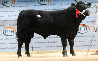 Native breeds sell well at Borderway