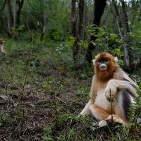 Wildlife photographer captures spirit of China's rare species, inspires protection
