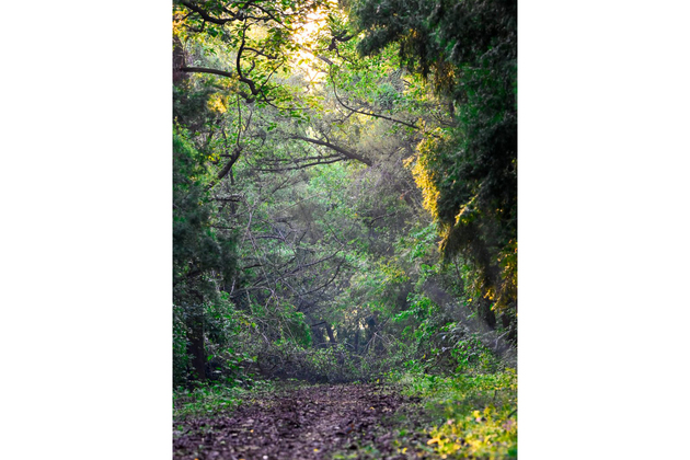 India moves up to position nine globally in forest area; continues to rank number 3 in Annual Forest Gain