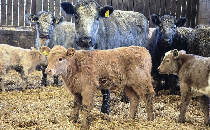 Vaccine ends calf scour crisis in beef herd hit by cryptosporidiosis