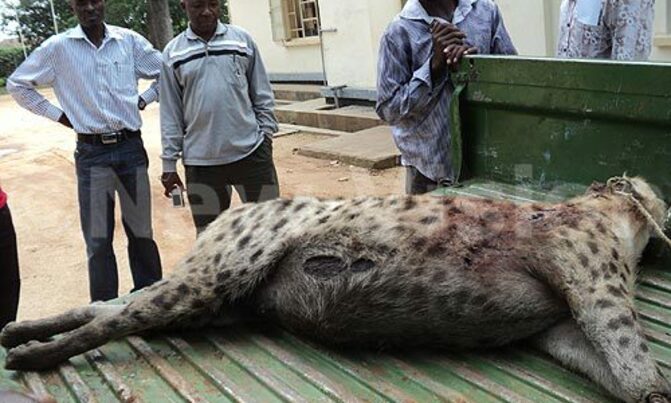 UWA kills giant hyena UWA kills giant hyena