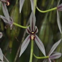 Rapid survey reveals existence of 70 special orchids in Kaziranga National Park