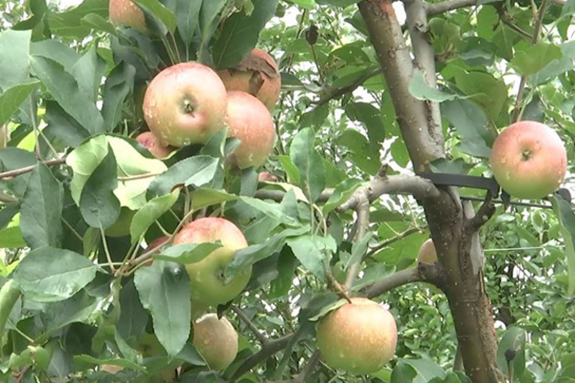 J&K: Ultra-high-density apple farming improves livelihood and employment opportunities in Rajouri
