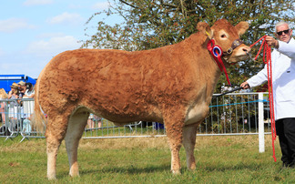 Limousin heifer reigns supreme at Bucks County Show