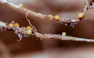 Steps to manage potato cyst nematode beyond Nemathorin