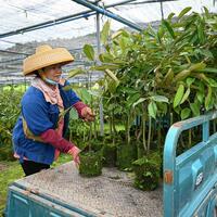 From importer to grower, China embraces locally grown durians