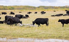Rearing cattle across 13 states of America