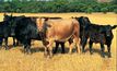 Indonesia still key for beef: NTCA