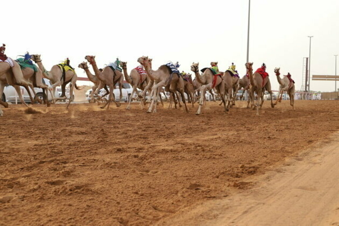 At least 1,000 camels compete in Sharjah 1,500 metre race