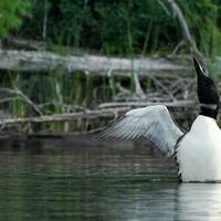 Burcum- A worthy political legacy- permanent Boundary Waters protections