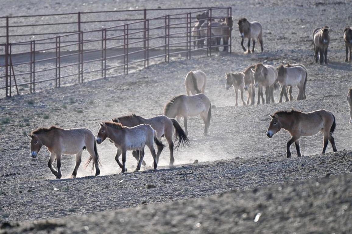 EcoChina | Przewalski's horses in NW China's Xinjiang see steady growth in wild population