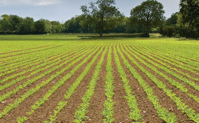 Tips on sugar beet weed control without desmedipham