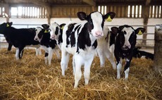 The calf rearing basics that will pay you back for five lactations