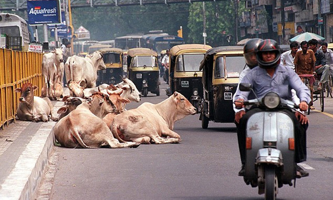 India's top court says no to national ban on cow slaughter India's top court says no to national ban on cow slaughter