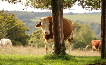 Milk deliveries plummet during heatwaves, as cows left 'hot and bothered'