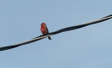 Firefinch looking for funds, Mali