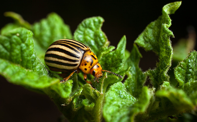 APHA is warning farmers to watch out for signs of Colorado beetle APHA is warning farmers to watch out for signs of Colorado beetle