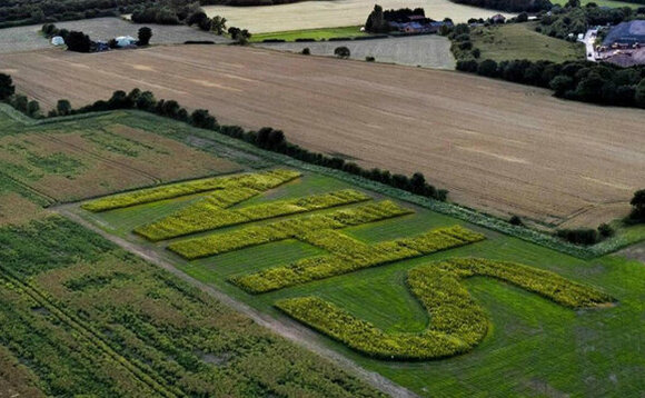 Farmer's sunflower tribute raises 'vital' funds for NHS