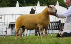 Devon County Show: Foxhillfarm win the double in the sheep and cattle rings