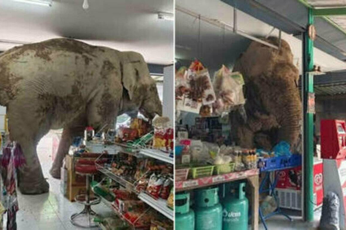 WATCH wild elephant visit Thai grocery store