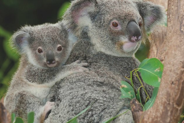 A virus is attacking koalas&#039; genes. But their DNA is fighting back