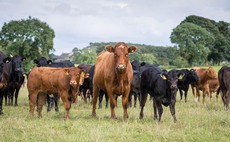 Royal Highland Show: Safeguarding small suckler cow herds a 'key priority' for farming's future success
