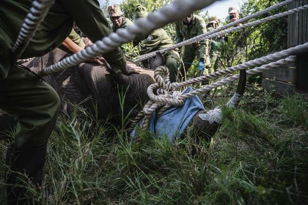 In Pics: Relocation of rhinos in Kenya
