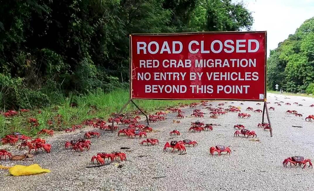 Christmas Island locals in their annual migration.