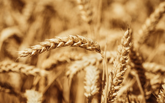 An eye on the grain market: UK 2025 wheat production prospects are encouraging