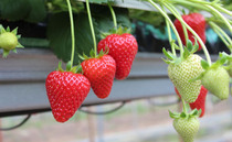 How a family farm is helping put British strawberries back on UK shelves