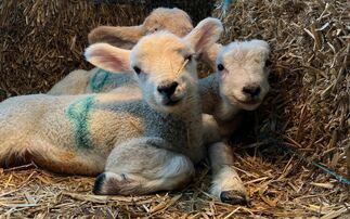 Yorkshire farmers 'in shock' after lambs killed in fire